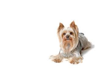 Cute Yorkshire Terrier is lying and looking at the camera. All is isolated on the white background. 