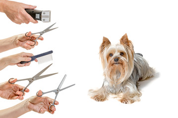 Cute Yorkshire Terrier is lying and looking at the camera. Hands holding a variety of equipment for grooming are in the left side of the photo. All is isolated on the white background. 