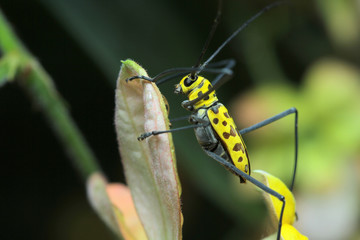 Beetle in Southeast Asia.