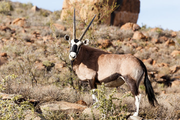 Oryx- Gemsbok Staring At You - Wildlife Park - Beaufort West