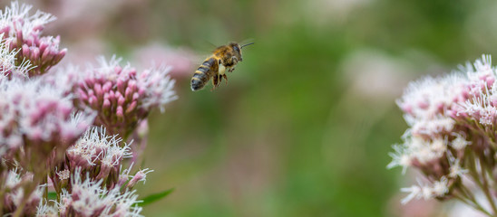 Honey Bee in flight