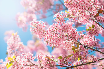 Naklejki  Sakura różowy kwiat kwitnący.