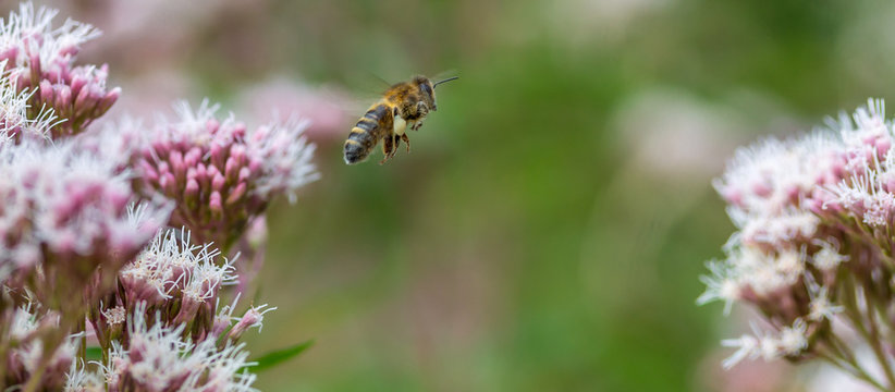 Honey Bee in flight