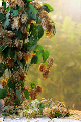 luppolo - foliage - autunno sfondo