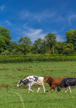 Cows in the countryside