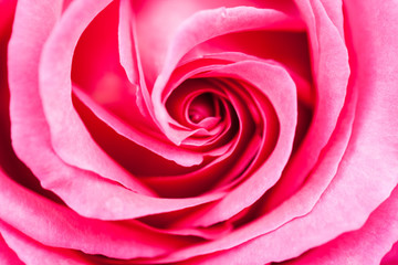 Colorful, beautiful, delicate rose details