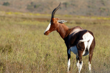 Bontebok Looking Stoned