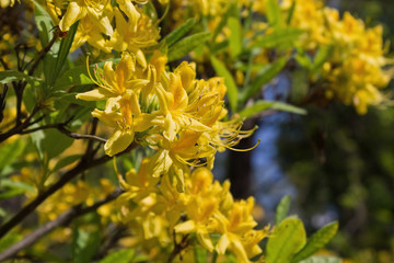 yellow rhododendrons in a park closeup