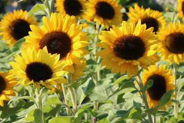 Obraz premium Sonnenblumenfeld