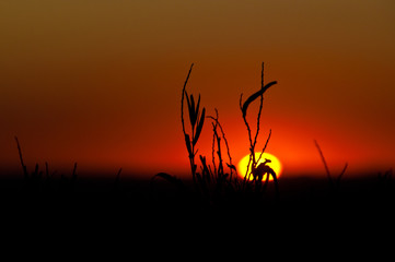 Sunset via weeds