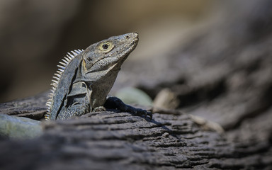 Lizard emerging from a tree