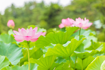The Lotus Flower.Background is the lotus leaf and lotus flower and lotus bud and tree.