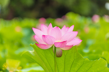 Obraz premium The Lotus Flower.Background is the lotus leaf and lotus flower and lotus bud and tree.