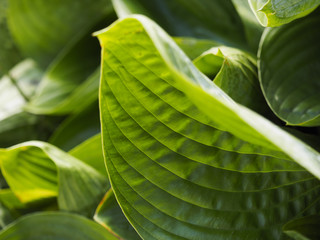Obraz premium 植物