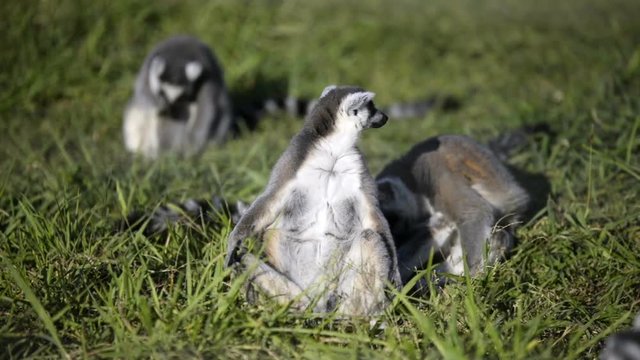 Three lemurs sitting and relaxing on the meadow.