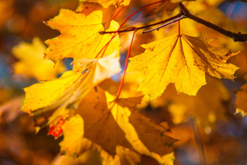 Naklejka na ściany i meble Colorful leaves of maple on a autumn trees at sunshine. Nature background.