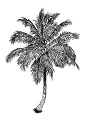 Obraz premium hand drawn illustration of coconut tree. sketch of palm tree