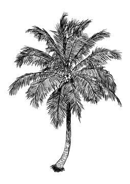 hand drawn illustration of coconut tree. sketch of palm tree