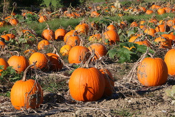 Speisekürbisse auf einem Acker im Herbst