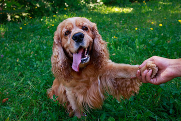 Fototapeta premium dog breed American Cocker Spaniel