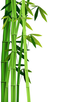 bamboo on white