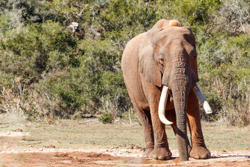 Fototapeta na wymiar African Bush Elephant drinking water at the dam