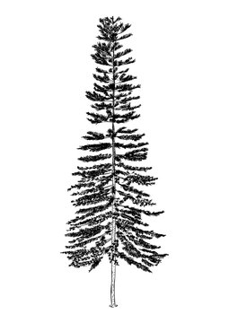 hand drawn illustration of pine tree. sketch of tree, isolated