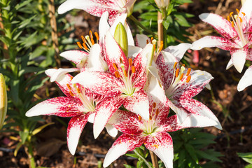 Fototapete bei efototapeten.de bestellen   