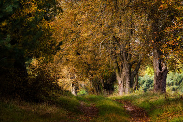 Jesień na Podlasiu © podlaski49