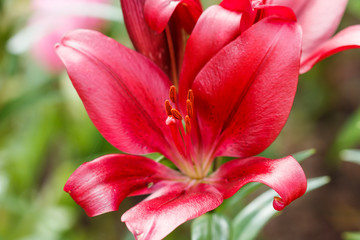 Lily red bloom in the garden during the day during the summer.