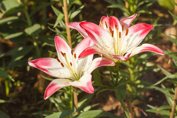 Lily white and pink bloom in the garden during the day during th