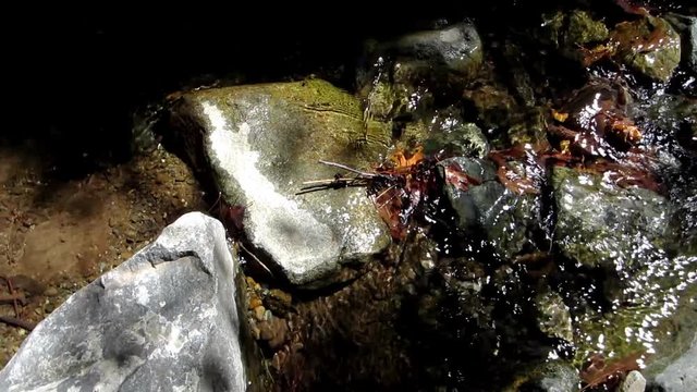 Small mountain river flows with the autumn leaves in the water