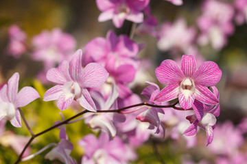 Fototapeta na wymiar Purple orchids bloom in the garden during the day during the sum