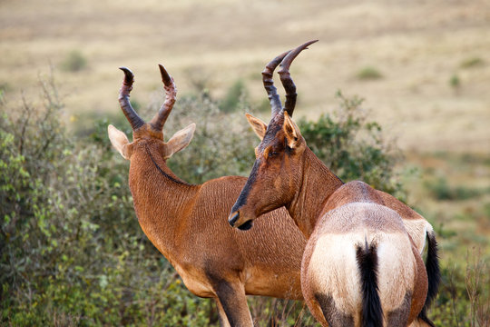 Red Hartebeest - Look this way for the camera
