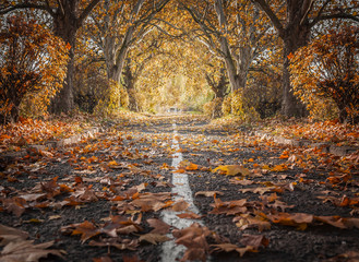 Autumn landscape and beautiful trees.