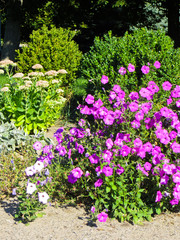 Bright petunia flowers on a flowerbed in a park