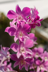 Purple orchids bloom in the garden during the day during the sum