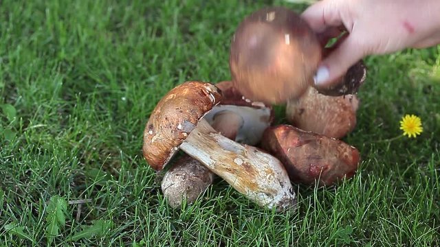 Woman picking porcino mushroom from heap of mushrroms.