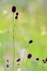 Red flowers on the grass