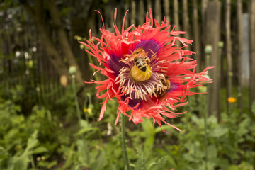 Close up red opium poppy flower with bees in garden. Papaver somniferum.
