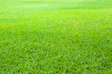Obraz na płótnie Canvas green lawn background