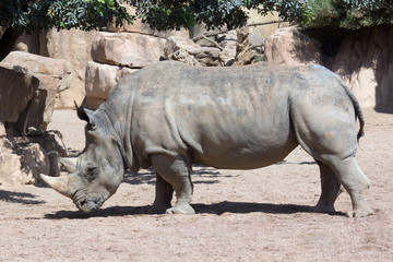 Obraz premium Rhinoceros