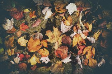 yellow and red autumn leaves on the water. background of autumn leaves afloat