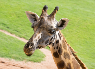 Giraffe head