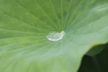 Drops of water on a lotus leaf