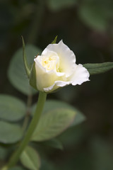 White Rose