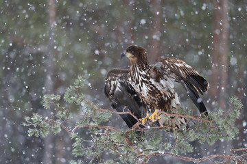 Eagle on tree at snowfall. White-tailed eagle on tree.