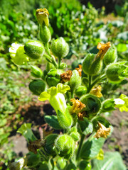 Fototapeta premium Close-up of tobacco plant growing in a garden
