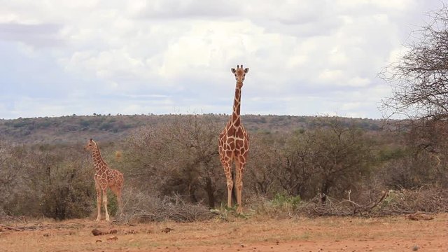 Giraffes