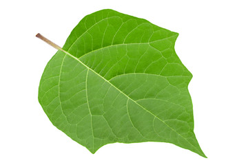 Hindu datura leaf on white